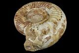 Large, Jurassic Ammonite Fossil - Madagascar #166005-2